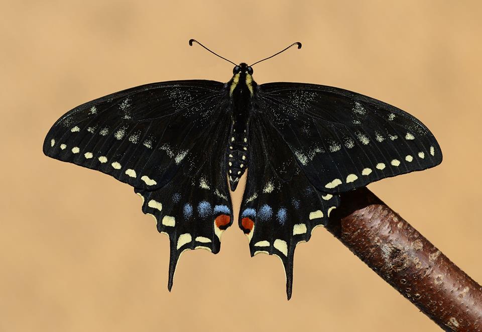 Papilio hybrid male (black, p. machaon machaon m x [[p. machaon machaon m x p. polyxenes asterius f] f] m x p. machaon hippocrates f) (Internet Image property of respective owner, non-commercial use only)